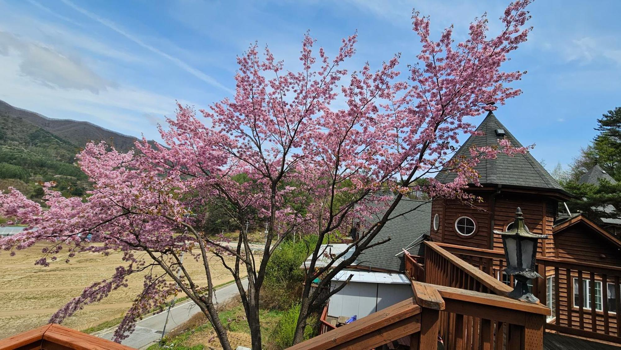 Elf Resort Hotel Pyeongchang Exterior photo